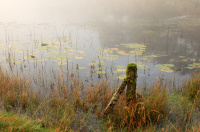 Foggy morning