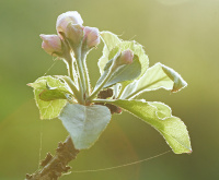 Undereksponert Villepleblomst