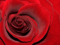 Rød rose
