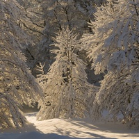 Hederlig omtale: Vinterskogen