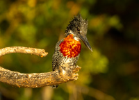 Giant King Fisher