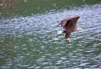 Havørn