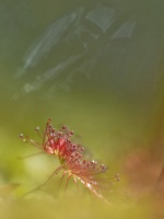 Hederlig Omtale - Soldoggen
