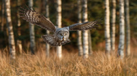 Antatt - Nordisk Mesterskap 2020 - Great Grey Owl