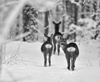 Antatt, monokrom - Romjulstur