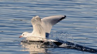 Antatt: Mageplask
