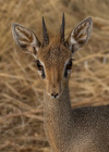 Dik-dikantilope