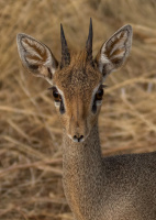Dik-dikantilope