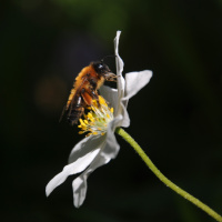 The Bee and the Flower