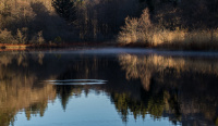 Elgtun 2 Stille morgen