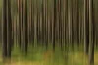 Hederlig omtale - Lost