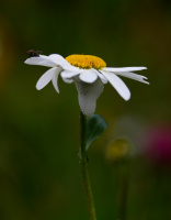 Årbok 2019-Sommergleder