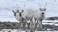 Antatt, Natur - Svalbardrein i sidevind