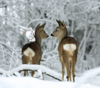 2019 - Stillhet i vinterskogen