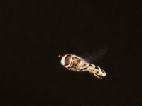 Blomsterflue