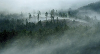Antatt - Morgentåke i urskogen