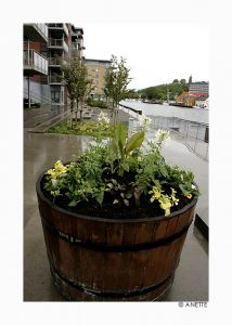 Blomster på brygga