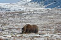 Beitende Moskus i karrig natur