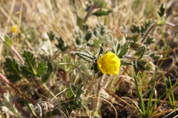 arctic flower