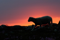 Lam i solnedgang VII