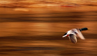 Antatt - Golden autum flight