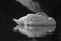 Siesta