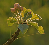 Motlys av villepleblomst