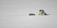 Antatt, natur - Familieidyll