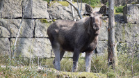 Elgtun - Ettåring fra Hålandsheia, Mandal