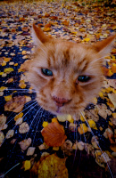 Kamo-katt