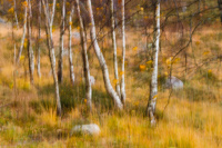 Elgtun 1 - Høst i skogen