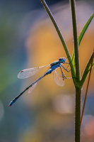 VM - 20th FIAP Nature Biennial 2020 - See you