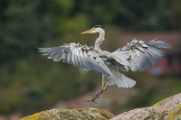 Antatt, natur - Inn for landing