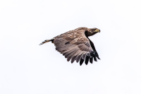 In Flight