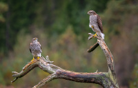HO, Natur - Spurvehauker