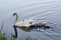 Hederlig omtale: Trygg transport