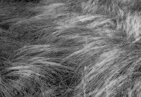 Grasshavet