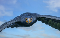 2. plass juli 2019 - Afrikan Black Eagle