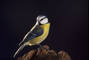 Blåmeis