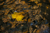 Antatt - Fires in the fall