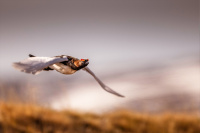 Gull - Rype over fjellheimen