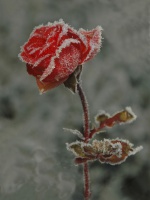 Rimet rose