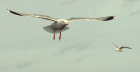 Flight J0959 inn for landing