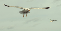 Flight J0959 inn for landing