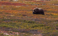 Høst på fjellet