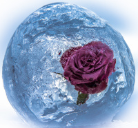 Antatt - Is rose