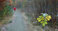 Hederlig omtale: Forbigått