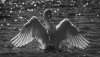 Antatt, Digital monokrom - Solbad