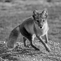Antatt, monokrom - Mikkel i farta