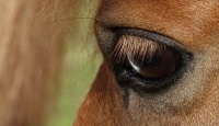 Hest